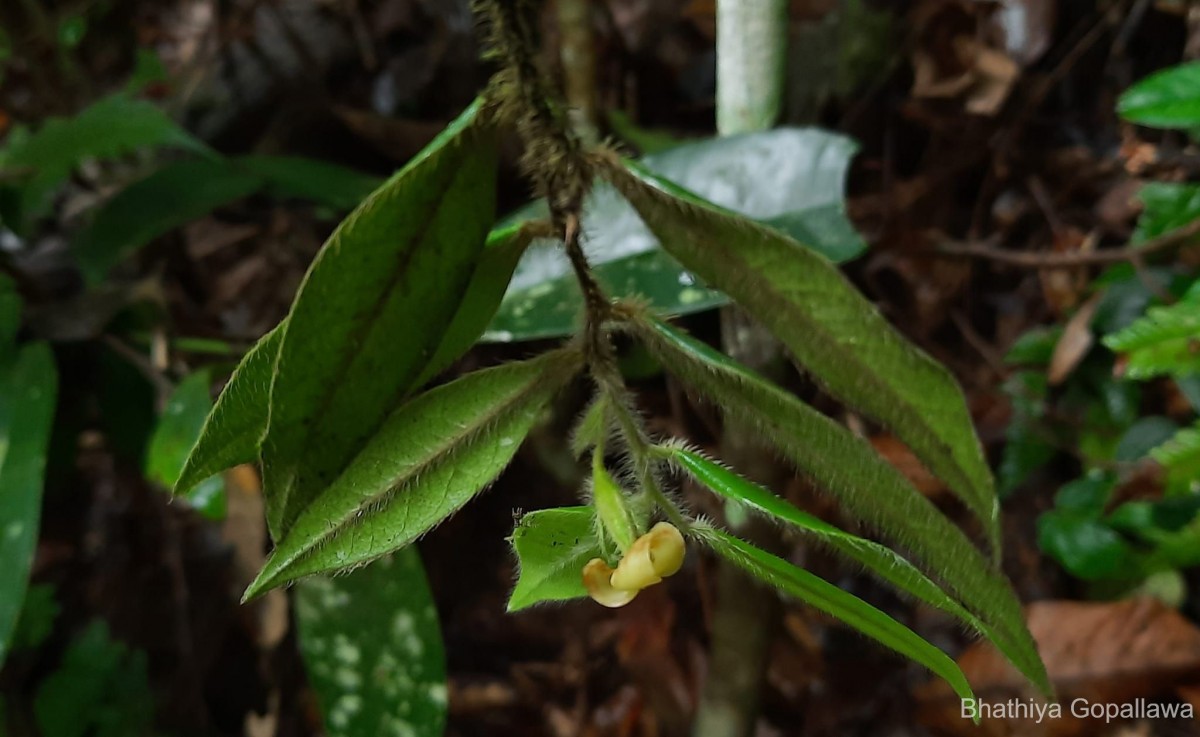 Diospyros trichophylla Alston
